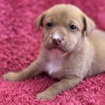 Thumbnail photo of Taffy Pup - Sassy Taffy #2