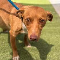 Thumbnail photo of Taffy - Adopted! #3