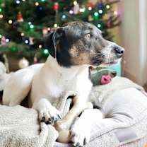 Thumbnail photo of Banjo #1