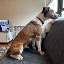 Thumbnail photo of Raven D66978 #4