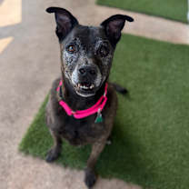 Thumbnail photo of Apollo #1