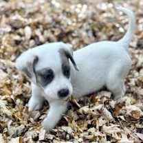 Thumbnail photo of Rooney #4