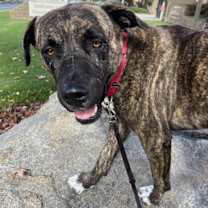 Thumbnail photo of Puck #4