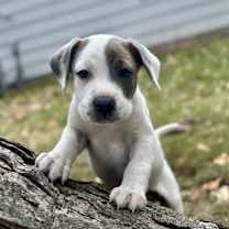 Thumbnail photo of Rufus #1