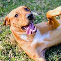 Thumbnail photo of Merle #1