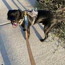 Thumbnail photo of Kong #2