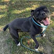 Thumbnail photo of Spade #3