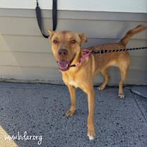 Thumbnail photo of Annie #3