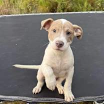 Thumbnail photo of Neptune (Space) #1