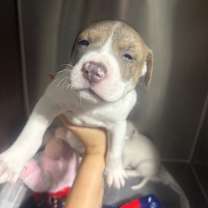 Thumbnail photo of Neptune (Space) #3