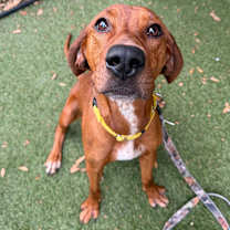 Thumbnail photo of Meadow #1