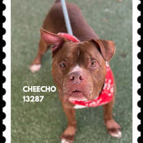 Thumbnail photo of CHEECHO #4