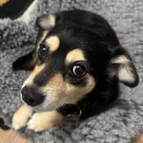 Thumbnail photo of Molly #4