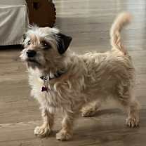 Thumbnail photo of Pandy #1