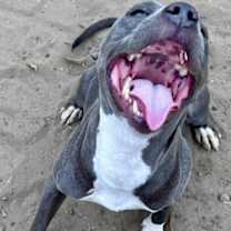 Thumbnail photo of Lynox #3