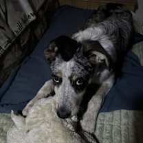 Thumbnail photo of Scottie #1