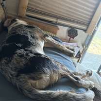 Thumbnail photo of Scottie #2