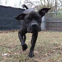 Thumbnail photo of Draco  #3