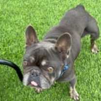 Thumbnail photo of Benny #4