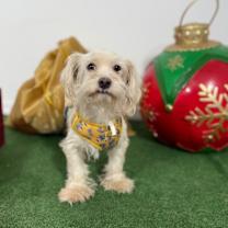 Thumbnail photo of Salmon #2