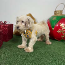 Thumbnail photo of Salmon #4