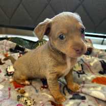 Thumbnail photo of Bluey (Perdita) #3