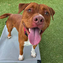 Thumbnail photo of Arnold #2