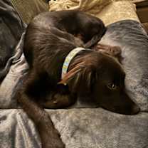 Thumbnail photo of Bear #3