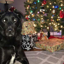 Thumbnail photo of Sebastian #1