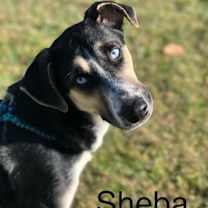 Thumbnail photo of Sheba #1