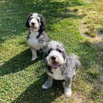 Thumbnail photo of Teddy & Bleu #4