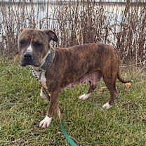 Thumbnail photo of Ponytail #3