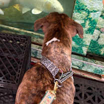 Thumbnail photo of Ponytail #4