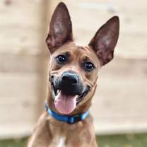 Thumbnail photo of Kangaroo #1