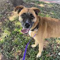 Thumbnail photo of Nala #1