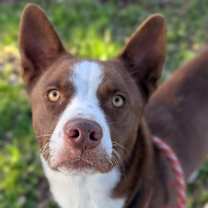 Thumbnail photo of Rune #4