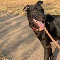 Thumbnail photo of Edgar Allan Pup #2