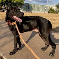 Thumbnail photo of Edgar Allan Pup #3