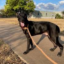 Thumbnail photo of Edgar Allan Pup #4