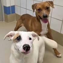 Thumbnail photo of Gingersnap #3