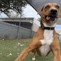 Thumbnail photo of Gingersnap #4