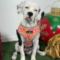 Thumbnail photo of Pumpkin #3