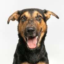 Thumbnail photo of Cal #1