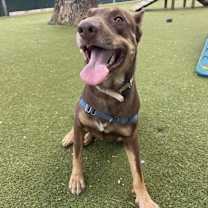 Thumbnail photo of Chocolate #4