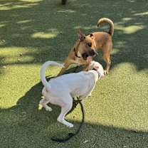 Thumbnail photo of Boski #4