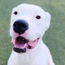 Thumbnail photo of Bailey #4