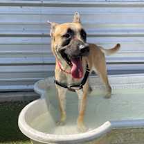 Thumbnail photo of Howie #2