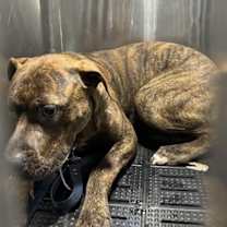 Thumbnail photo of Mr. Shrimp #1