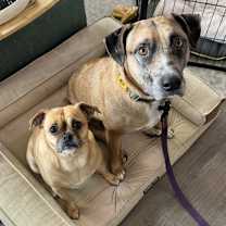 Thumbnail photo of Bear #2