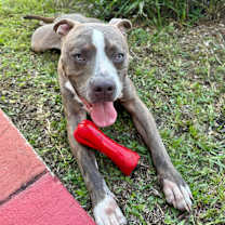 Thumbnail photo of Bruno #3